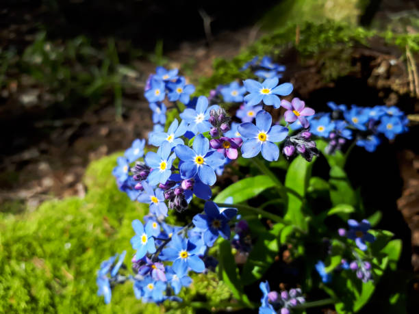 pianta a fioritura primaverile blu cielo e viola - i fiori di legno non ti scordar di me. significato del fiore - amore vero e immortale, ricordo, fedeltà e lealtà - myosotis sylvatica foto e immagini stock