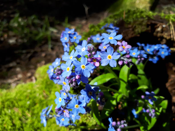 Sky-blue and purple spring-flowering plant - the wood forget-me-not flowers. Flower meaning - True and undying love, remembrance, fidelity and loyalty Sky-blue and purple spring-flowering plant - the wood forget-me-not flowers (Myosotis sylvatica) in the forest in sunlight. Flower meaning - True and undying love, remembrance, fidelity and loyalty myosotis sylvatica stock pictures, royalty-free photos & images