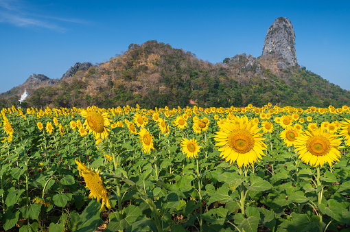 Beautiful sunflowers in blue sky, agricultural products of Lop Buri province in Thailand.
