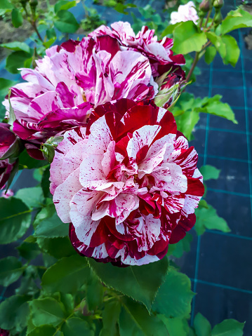 Red roses blooming in country garden