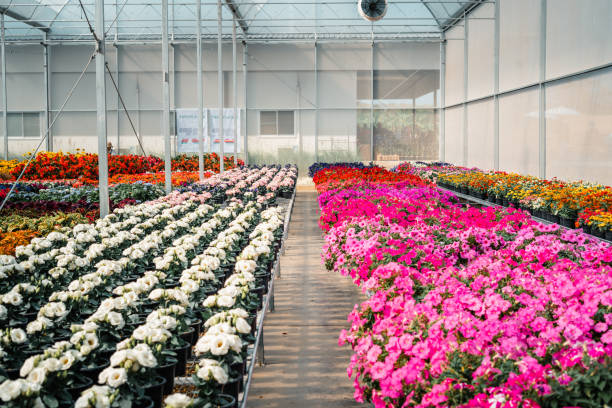 istock spring flowers in the greenhouse 1462021928