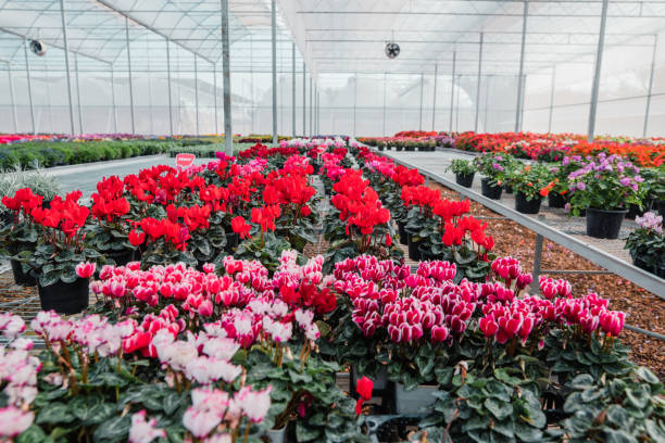 istock spring flowers in the greenhouse 1462021997
