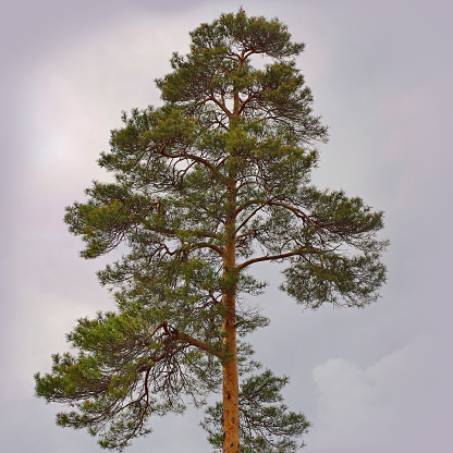 Close-up image of a large pine tree on a gray background