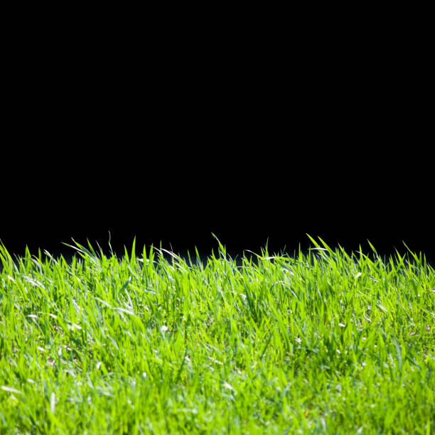 istock young green grass against the black  background 1462022213