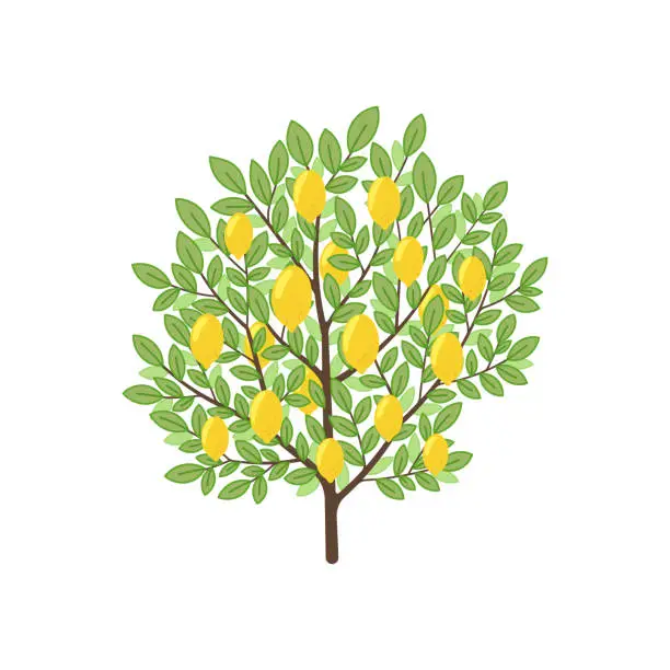 Vector illustration of Lemon tree. Fruit tree. Vector illustration.