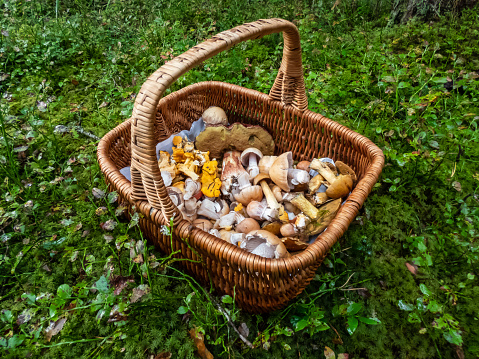 Wooden basket on the ground full with edible mushrooms - russula rosea, chanterelles, boletus, champignons among forest vegetation in bright sunlight. Mushroom picking tradition