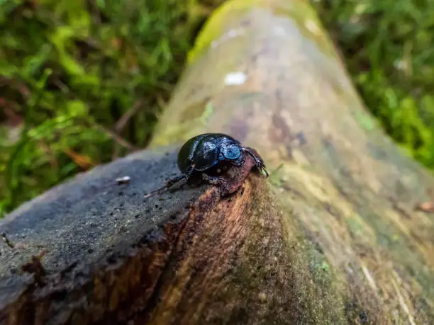 Close-up shot of earth-boring dung-beetle or dor beetle (Geotrupes stercorarius) walking on wet wood. Lustrous and dark beetle with a bluish sheen, having long rows of points on each elytron