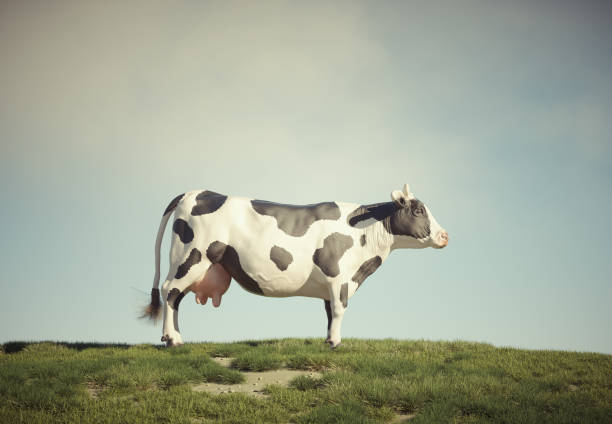 Cow on the field. This is a 3d render illustration