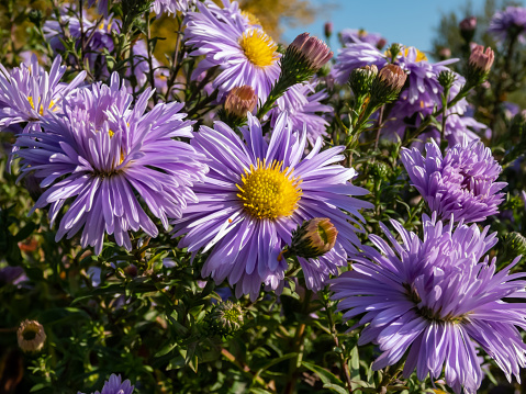 Group of large, powder puff blue daisy-like flowers with yellow eyes Michaelmas daisy or New York Aster (Aster novi-belgii or Symphyotrichum novi-belgii) 'Plenty' blooming in early autumn
