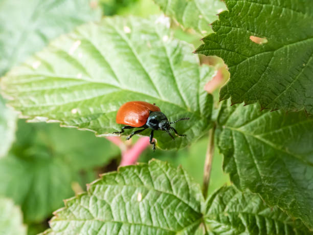 istock Red, round and ladybird-like broad-shouldered leaf beetle (Chrysomela populi) sitting on green leaf 1462024052