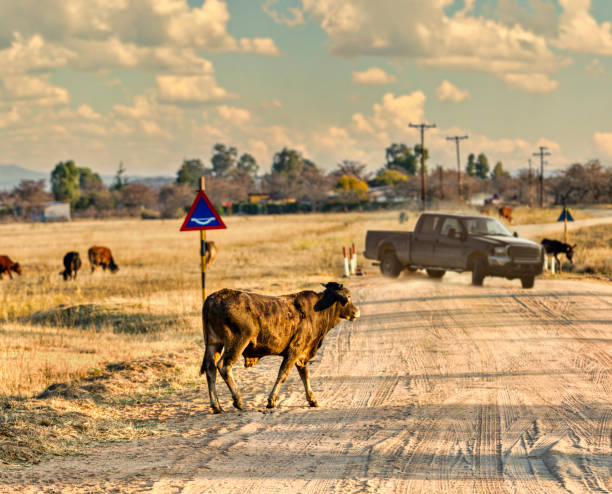 Cow standing in the middle of a road near the divide as a car passes by. Location: Nashik, Maharashtra, India Date: February 27 2021