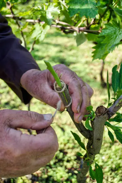 hands of an old european farmer grafting new sprout in the rootstock of green plants