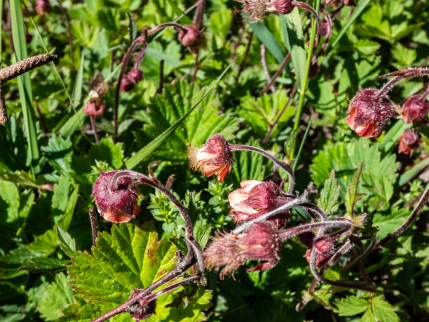 Close-up shot of nodding red flower of water avens (Geum rivale) growing in a green meadow surrounded with wild flowers in spring Close-up shot of nodding red flower of water avens (Geum rivale) growing in a green meadow surrounded with wild flowers in early spring molinia caerulea stock pictures, royalty-free photos & images