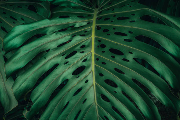 closeup nature view of palms and monstera and fern leaf background. Flat lay, dark nature concept, tropical leaf.