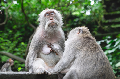 Monkey touches other eye closed monkey’s heart in the monkey forest Ubud Bali, Indonesia