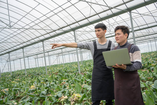 istock Vegetable planting technology, greenhouse planting 1462029149