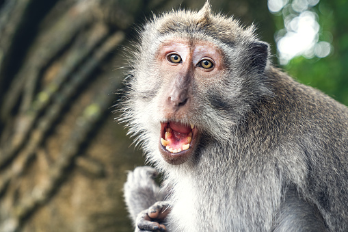 Shocked monkey in the monkey forest Ubud Bali, Indonesia