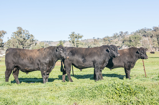 Domestic cows eating grass outdoors in nature.