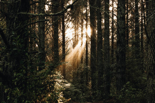 A ray of sunlight bursting through forest trees
