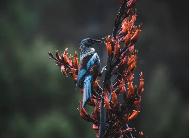A cheeky blue feathered tui feeding on a nectar providing plant.