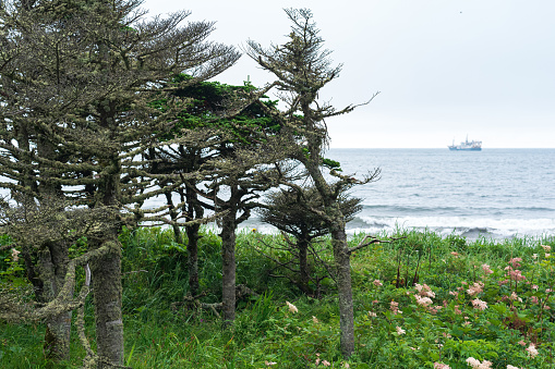 coastal landscape of Kunashir island with woodlands curved by the wind
