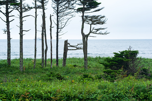 coastal landscape of Kunashir island with woodlands curved by the wind