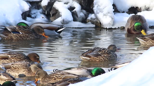 Cute mallard ducks swimming in a water pond on a cold winter day in Quebec, Canada