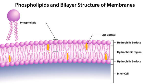 ilustrações de stock, clip art, desenhos animados e ícones de phospholipids and bilayer structure of membranes - membrana celular