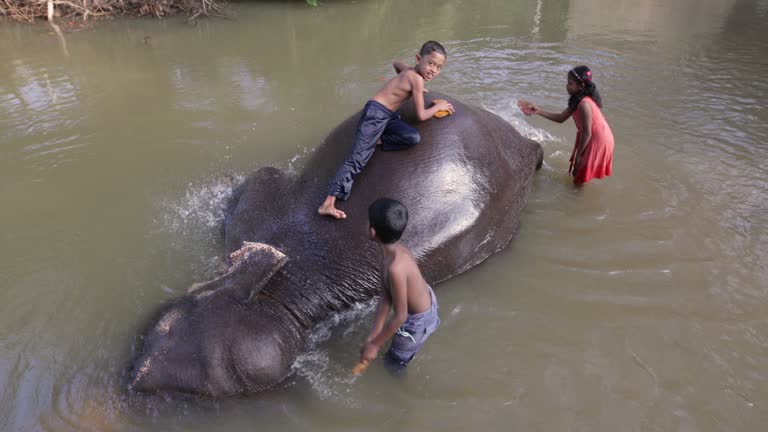 Children bathing  elephant in the river