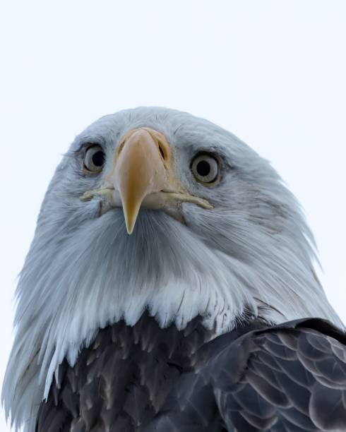 istock Closeup portrait of wild bald eagle under light sky 1462062038
