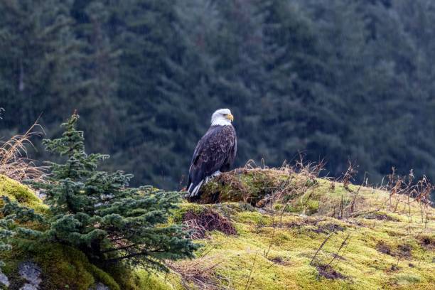 istock Wild bald eagle perched on cliff of Resurrection Bay with blur background 1462062733