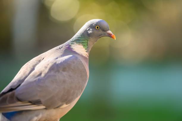 istock Closeup of a pigeon isolated on a blurred background 1462062969
