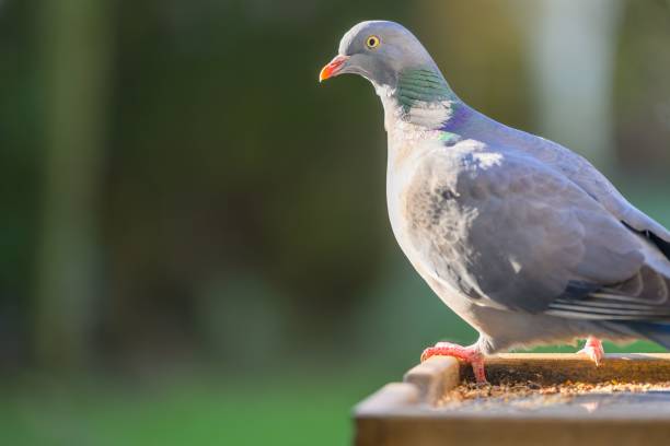 istock Closeup of a pigeon isolated on a blurred background 1462062973