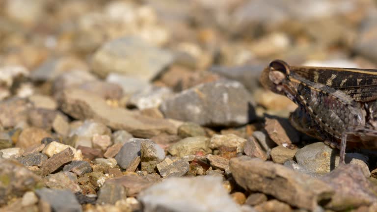 Closeup footage of a small cricket walking on tiny rocks outdoors in sunny weather