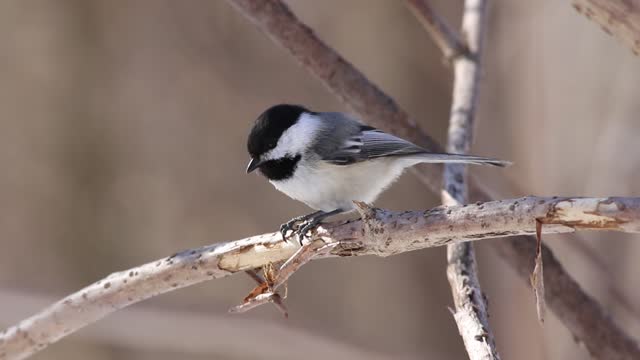 Closeup view of a cute black-capped chickadee bird eating while perched on a bare tree branch
