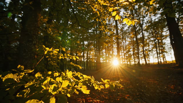 CS Sun shines through branches of trees with beautiful animated lens flare with particles