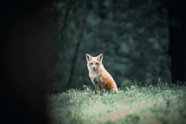 istock Red fox sitting in the field and looking at the camera against the isolated background 1462064084