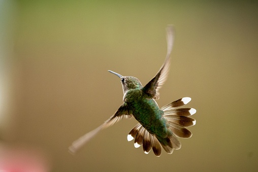 A macro shot of a Ruby-throated hummingbird with a beautiful tail flying in the air