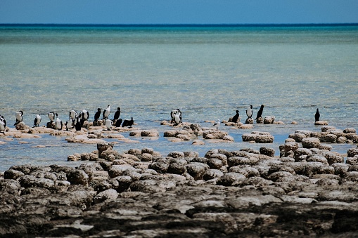 The birds resting on the rocky shore with a sea in the background
