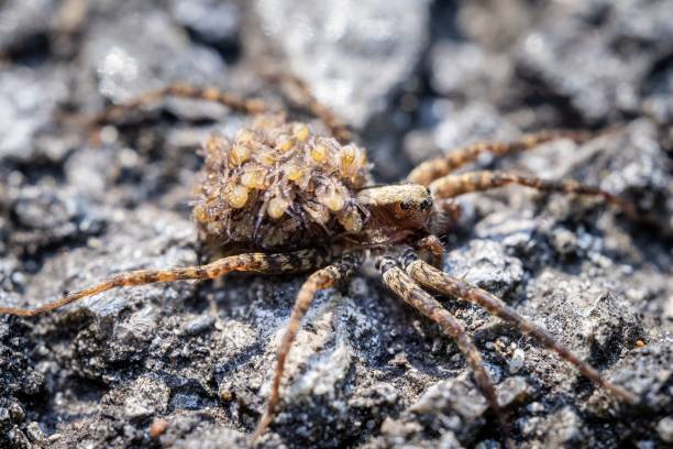 istock Closeup shot of a small spider on the tree 1462064370