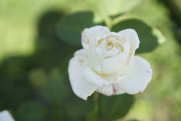 istock White, blooming rose in the garden 1462064461