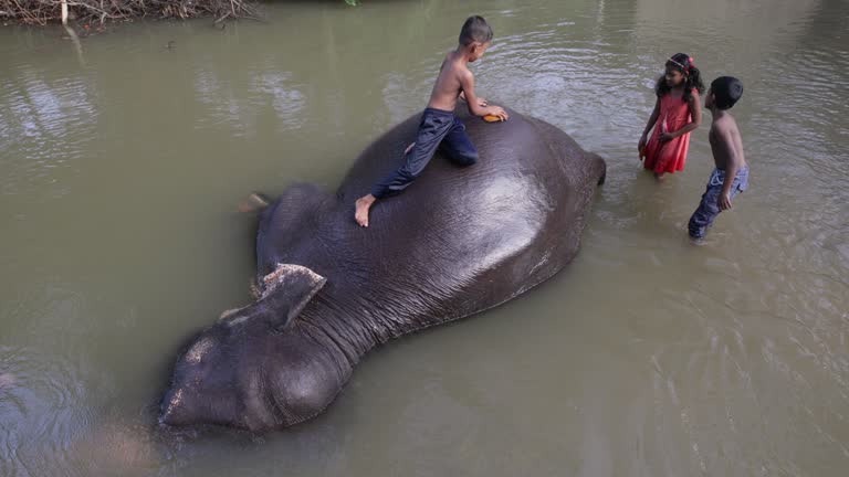 Children bathing  elephant in the river