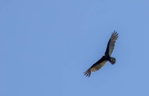 istock Close-up shot of an eagle flying in the blue sky 1462069155