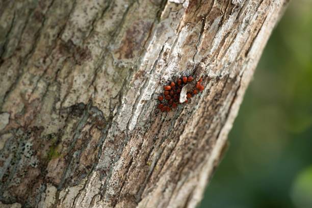 istock Close-up shot of red bugs on a tree bark 1462069205