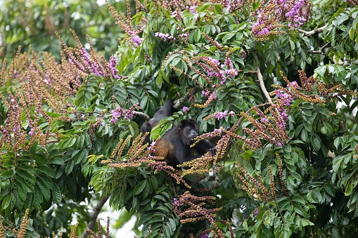 A close-up shot of a black monkey on a floral bush
