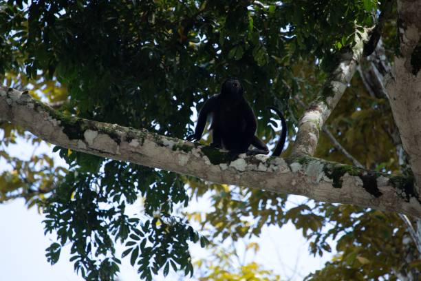 istock Close-up shot of a screaming black monkey on a tree branch 1462069773