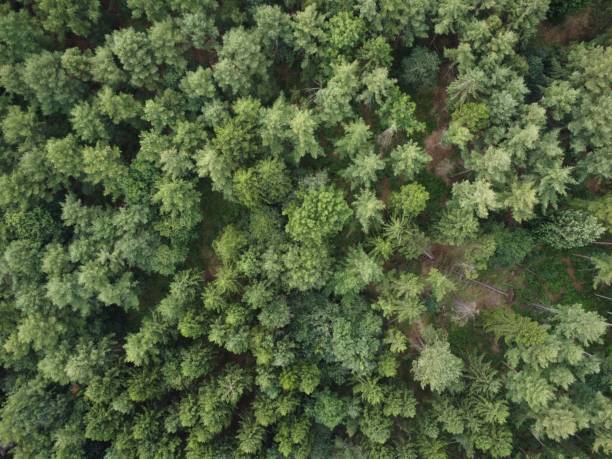istock Aerial top view of a thick pine tree forest 1462070146