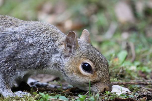 istock Closeup of a wild squirrel in a forest 1462070158
