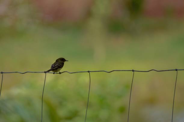 istock Closeup of a cute Willow flycatcher on a wire with blurred background 1462070542