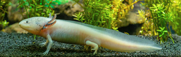 istock Close-up view of an Axolotl (Ambystoma mexicanum) 1462071424